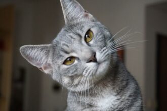 Egy szürke macska kíváncsian néz, a háttérben otthoni környezet látható.