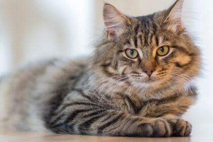 Egy ivarérett cica fekszik a padlón, figyelmesen néz a kamerába, szőre csíkos és fényes.