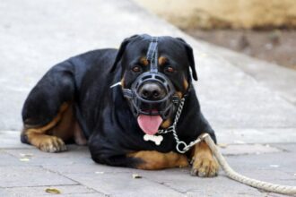 Egy fekete és barna Rottweiler kutya szájkosárral, pórázon fekszik egy járdán.