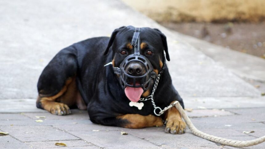 Egy fekete és barna Rottweiler kutya szájkosárral, pórázon fekszik egy járdán.