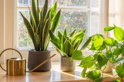 Három szobanövény a napfényben, különböző cserépben, egy arany öntözőkannával.