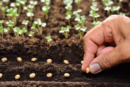 Egy kéz vetőmagokat ültet a friss földbe, körülötte kis növények hajtanak.