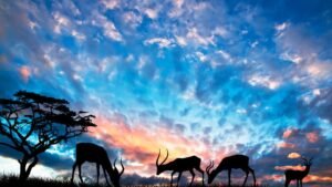 Sziluettekben látható antilopok egy gyönyörű naplementében, háttérben színes felhőkkel.