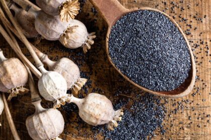 Avas a mák, mit tegyek? 2 Szárított mákfejek és fekete mákszemek egy fakanálban, fából készült deszkán.