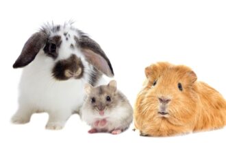 Egy nyúl, egy hörcsög és egy tengerimalac együtt, barátságos kisállatok, ideális gyerekek számára.