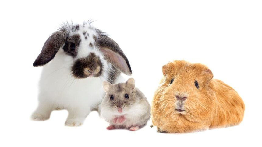 Egy nyúl, egy hörcsög és egy tengerimalac együtt, barátságos kisállatok, ideális gyerekek számára.