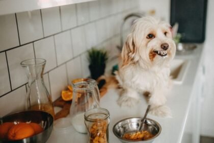 Egy kutya ül a konyhapulton, körülötte gyümölcsök és ételek, amelyek emberi fogyasztásra készültek.