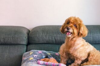 Az első kutya érkezése izgalmas, de kihívásokkal teli időszak lehet. Lényeges, hogy már az elején következetes szabályokat és határokat állítsunk fel, így kutyánk hamar megtanulja, mit várunk tőle, és könnyebben alkalmazkodik az új otthonához.
