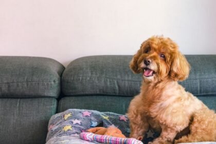 Az első kutya érkezése izgalmas, de kihívásokkal teli időszak lehet. Lényeges, hogy már az elején következetes szabályokat és határokat állítsunk fel, így kutyánk hamar megtanulja, mit várunk tőle, és könnyebben alkalmazkodik az új otthonához.