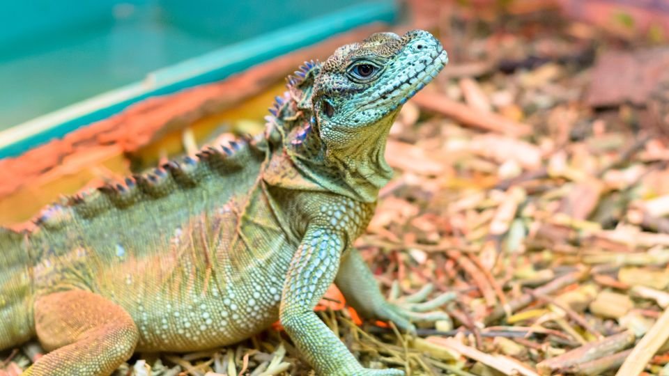 Egyre többen vágynak egzotikus állatokra otthonukban, de nem minden faj alkalmas vagy engedélyezett lakásban tartásra. Cikkünk segít eligazodni a jogi és etikai kérdésekben, és bemutatja, melyek a felelős választások.