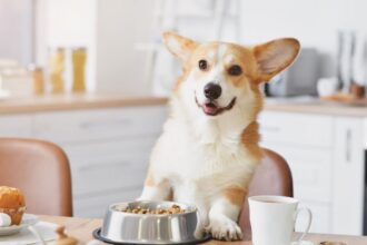 Egy boldog corgi kutya ül a konyhában, etetőtálja előtt, miközben a gazdája reggelizik.