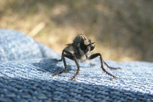 Egy muslica közelről, a háttérben zöld fűvel, egy farmer anyagon ülve.