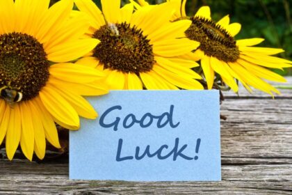Napsárga napraforgók mellett egy kék lap, amelyen a 'Good Luck!' felirat olvasható.