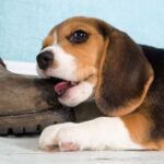 Egy fiatal beagle kutya éppen egy cipőt rágcsál, miközben a háttérben világoskék fal látható.