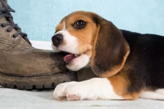 Egy fiatal beagle kutya éppen egy cipőt rágcsál, miközben a háttérben világoskék fal látható.