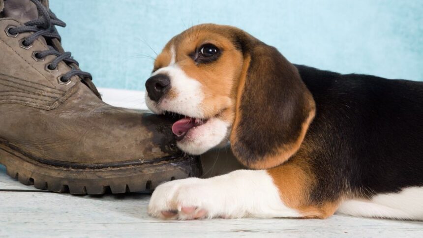Egy fiatal beagle kutya éppen egy cipőt rágcsál, miközben a háttérben világoskék fal látható.