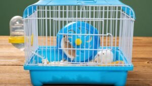 Kék ketrecben két kis rágcsáló, egy kerék és vízadagoló található.