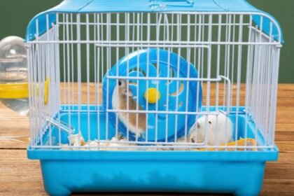 Kék ketrecben két kis rágcsáló, egy kerék és vízadagoló található.