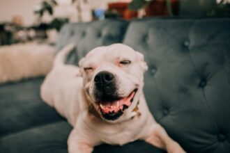 Egy boldog kutya pihen a kanapén, mosolyogva néz a kamerába.