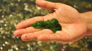 womensway 131 Friss zöld alga egy kézben, természetes környezetben, vízparton.