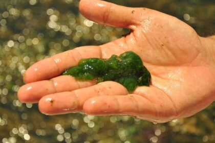 Friss zöld alga egy kézben, természetes környezetben, vízparton.