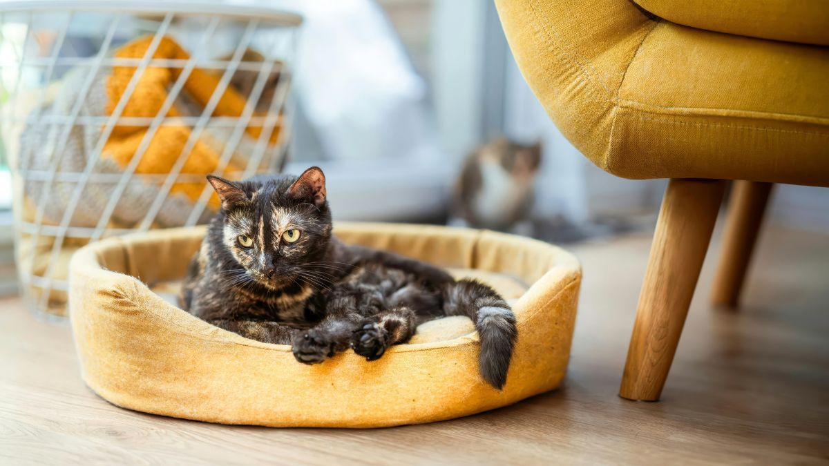 Egy fekete és barna cica pihen egy puha fekhelyen, háttérben egy kosárban takarók.