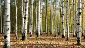 Nyírfák erdeje és leveles talaj, természetes környezet.