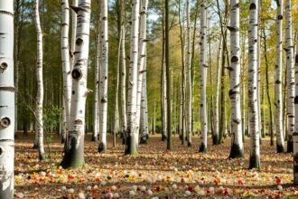 Nyírfák erdeje és leveles talaj, természetes környezet.