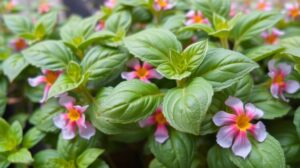 Friss bazsalikom levelek és virágok közelről