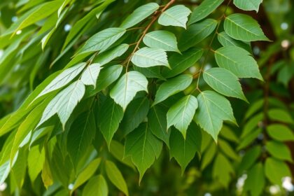 Moringa levelek, tápanyagokban gazdag csodafa