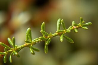 Friss kakukkfű ága, zöld levelekkel.