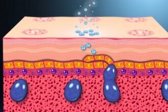 A bőr védőrétegének diagramja, amely megakadályozza a vízvesztést.
