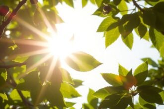 A napfény átszüremlik a leveleken, illusztrálva a D-vitamin fontosságát.