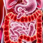 Az egészséges bélbaktériumok és a prebiotikumok kapcsolata