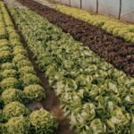 Zöldsaláta sorok a veteményesben, egészséges kertészet