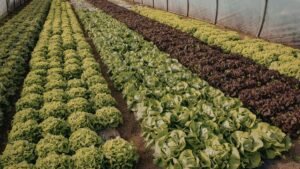 Zöldsaláta sorok a veteményesben, egészséges kertészet