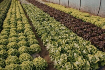 Zöldsaláta sorok a veteményesben, egészséges kertészet