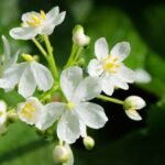 Csontvázvirág fehér virágai zöld leveleken.