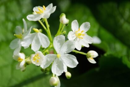 Csontvázvirág fehér virágai zöld leveleken.