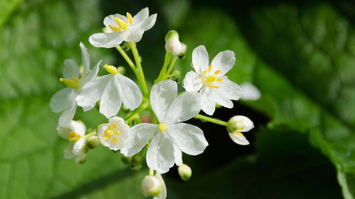 Csontvázvirág fehér virágai zöld leveleken.