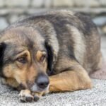 Fáradt kutya, amely a fájdalom jeleit mutatja