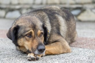 Fáradt kutya, amely a fájdalom jeleit mutatja