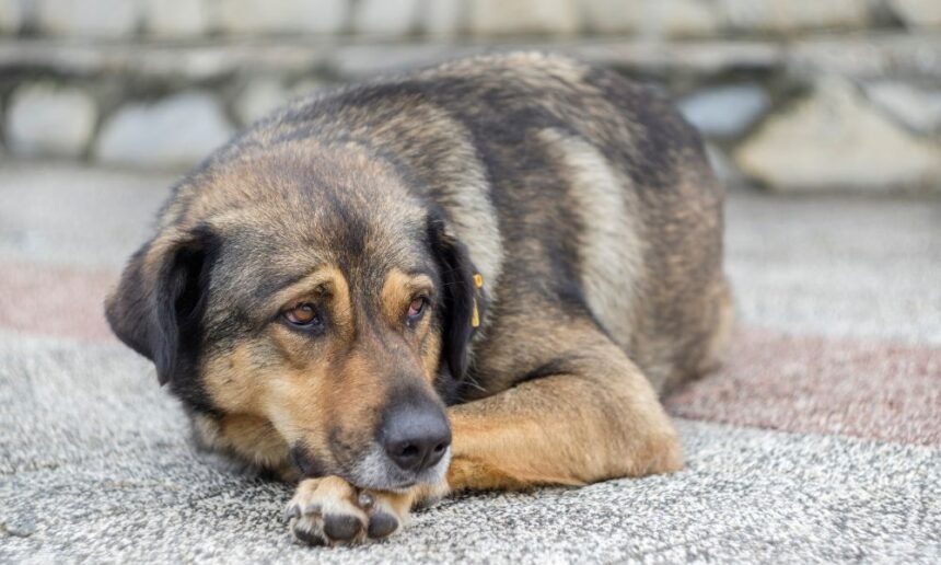 Kutya fájdalomcsillapítása: Mikor fáj a kutyának? 1 Fáradt kutya, amely a fájdalom jeleit mutatja