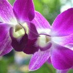 Lepkeorchidea virágok közelről, élénk lila színben.